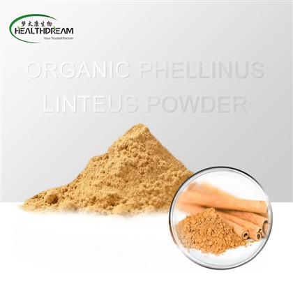 Biologisch Phellinus Linteus-poeder (vruchtlichaam)
